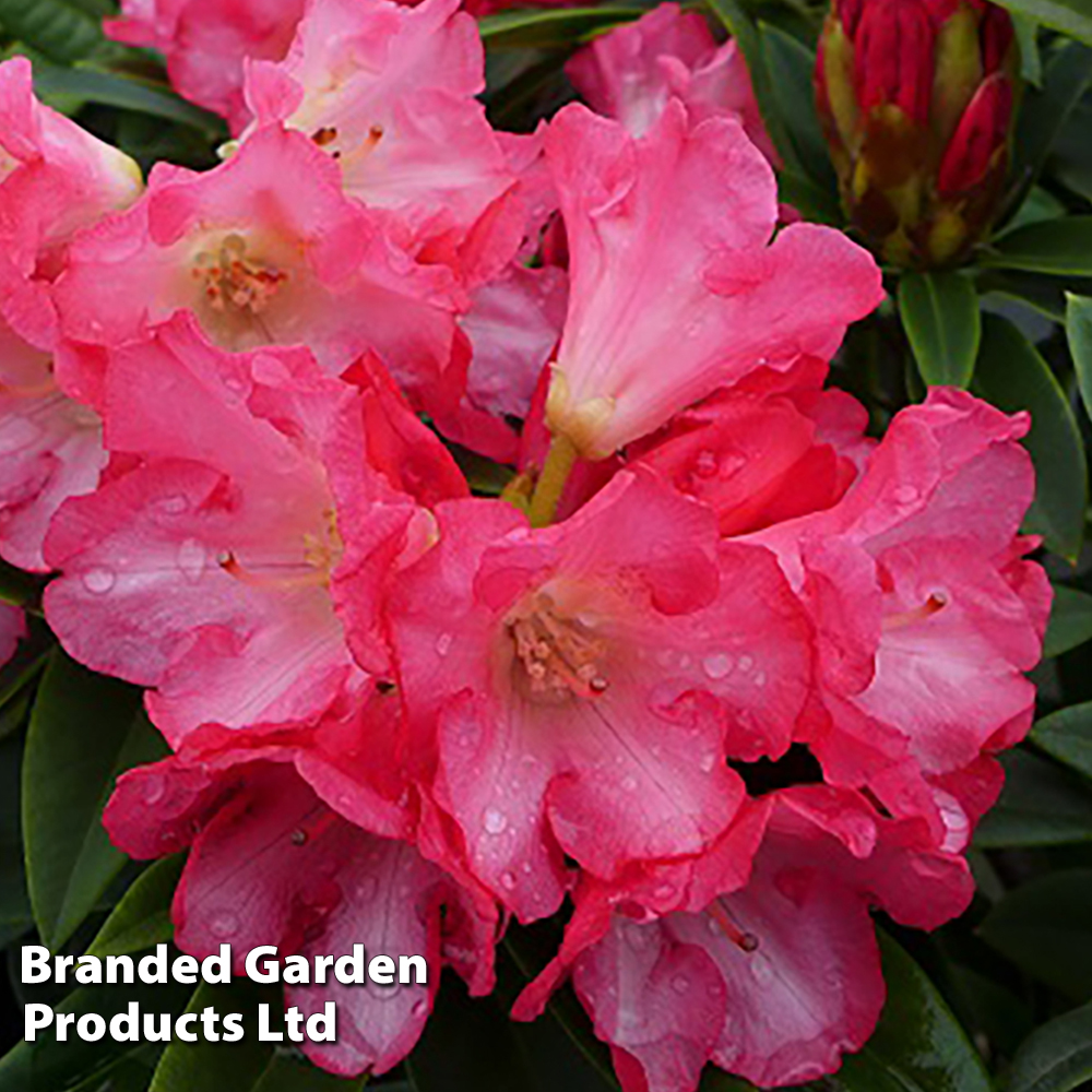 Rhododendron 'Surrey Heath' image