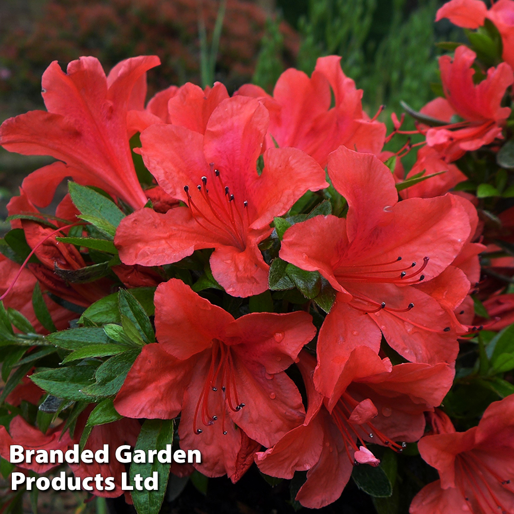 Azalea 'Vuyks Orange' image