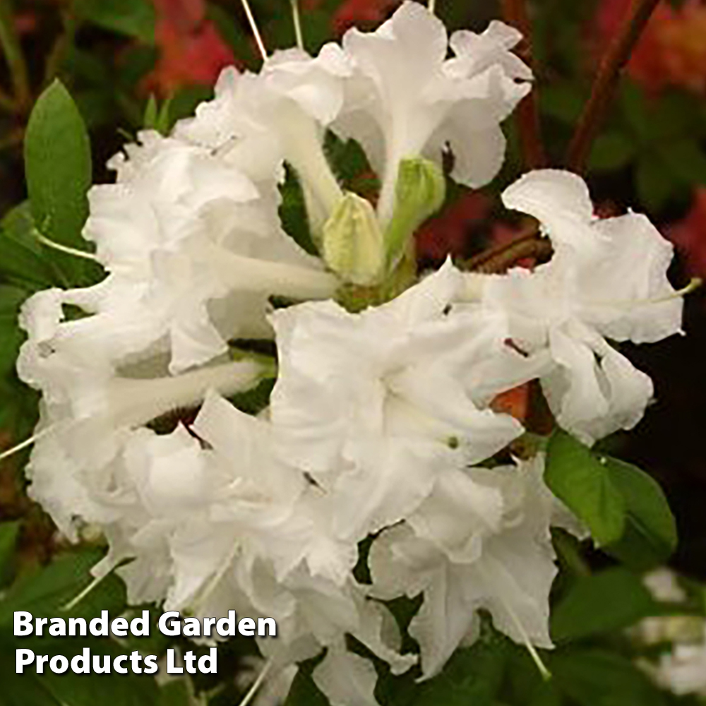 Azalea 'White Throat' image