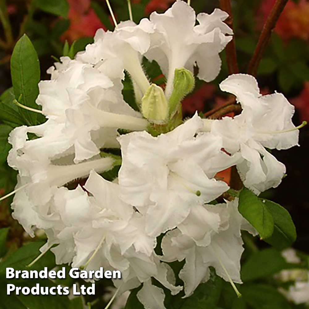 Rhododendron 'Whitethroat' (Azalea Group) image