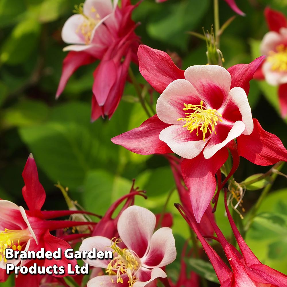 Aquilegia 'Red Star' image