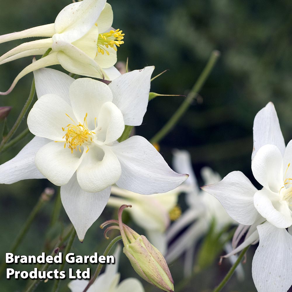 Aquilegia 'White Star' image