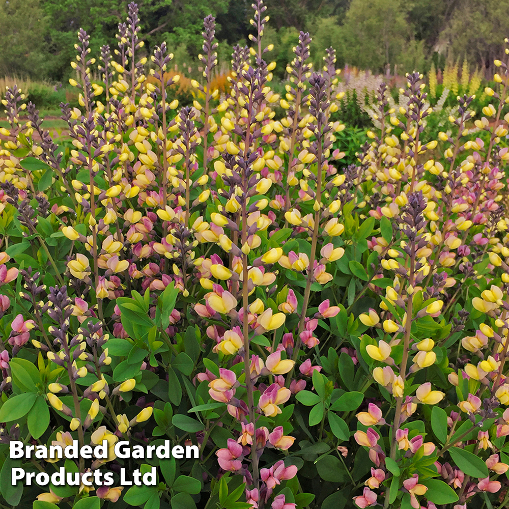 Baptisia 'Decadence Pink Lemonade' image