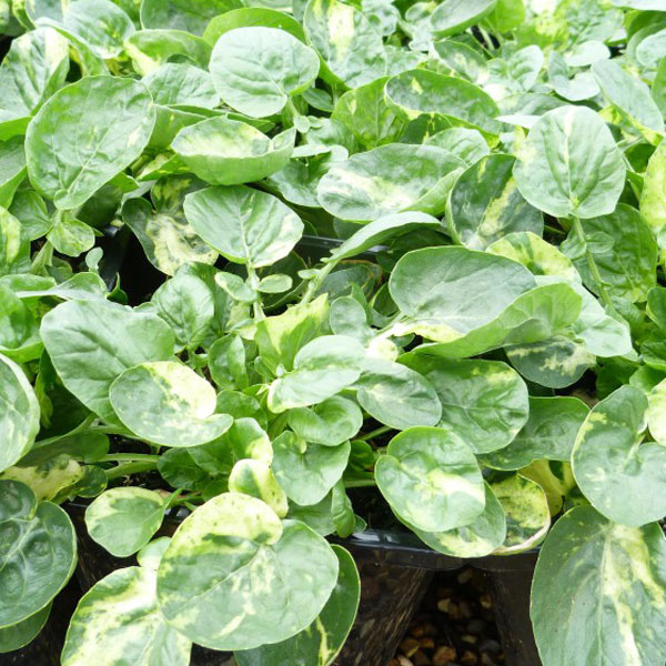 Barbarea vulgaris 'Variegated Winter Cream' image