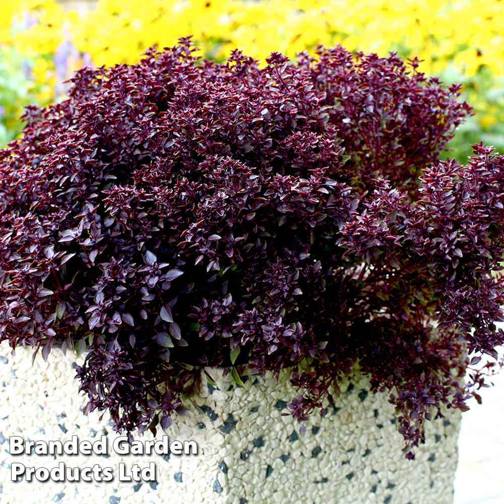 Basil 'Purple Ball' - Seeds image