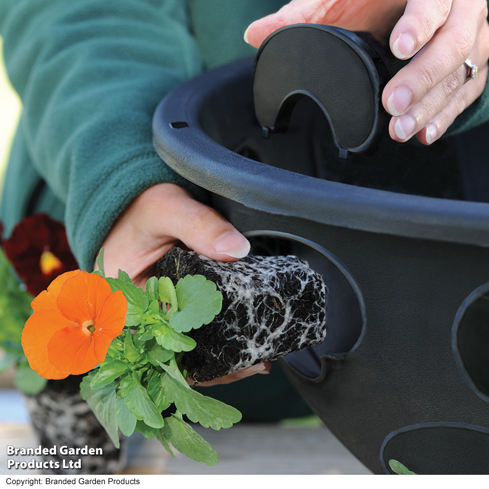 BloomAround Hanging Basket image