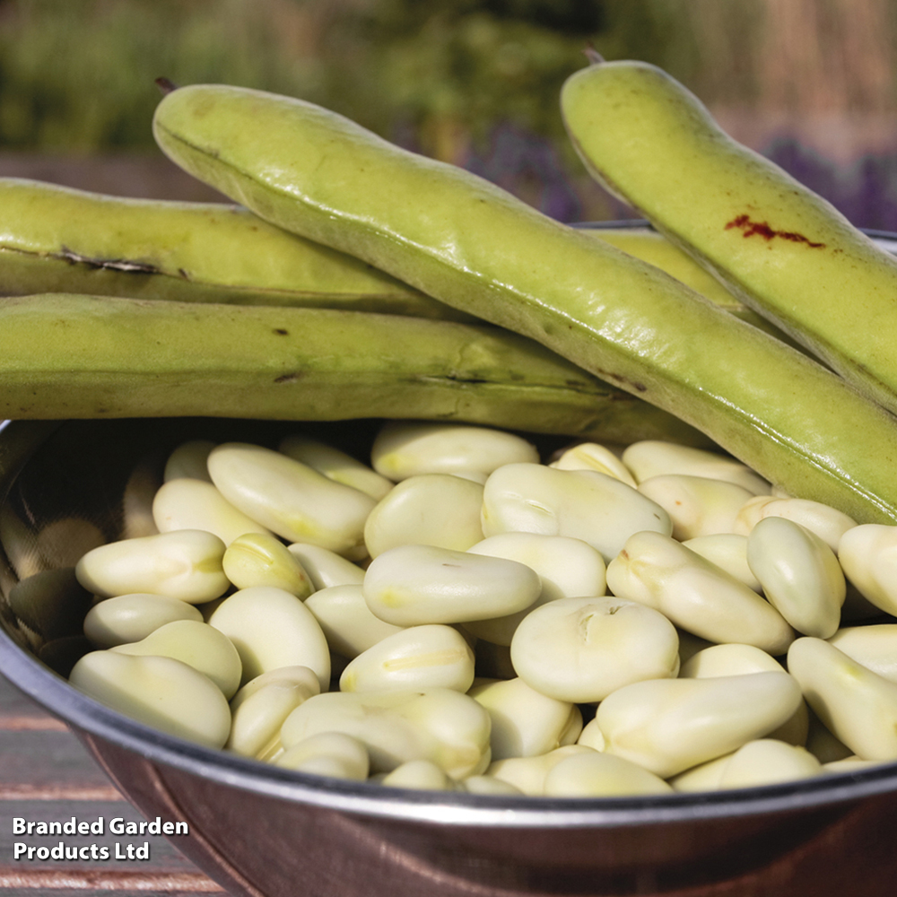 Broad Bean 'Aquadulce Claudia' image