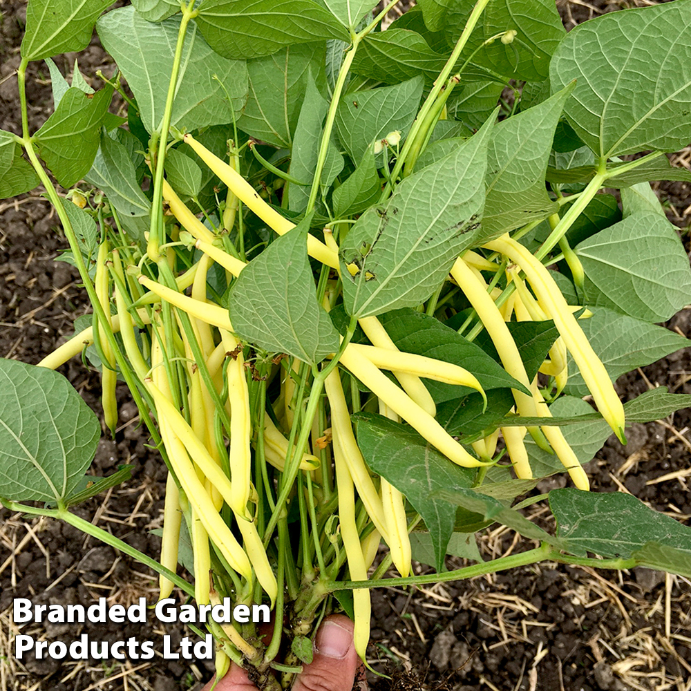 Dwarf Bean 'Dior' - Seeds image