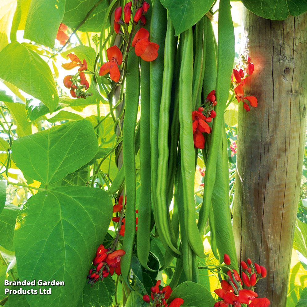 Runner Bean 'Firestorm' - Seeds image