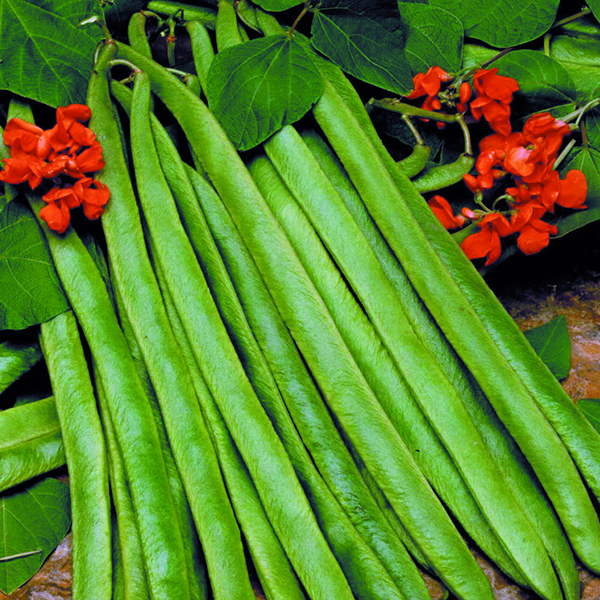 Runner Bean 'Lady Di' - Seeds image