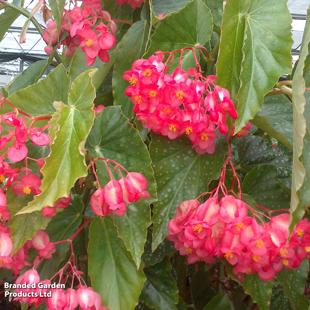 Begonia 'Comte De Lesseps' image