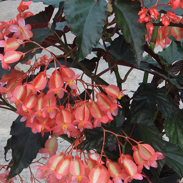 Begonia 'Down Home' image