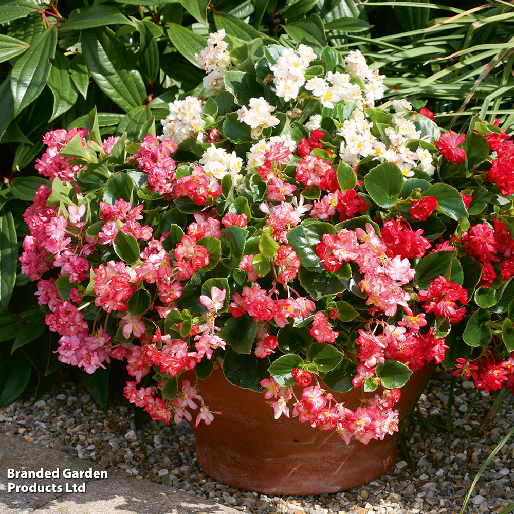 Begonia semperflorens 'Fairyland Mix' - Pelleted Seeds image