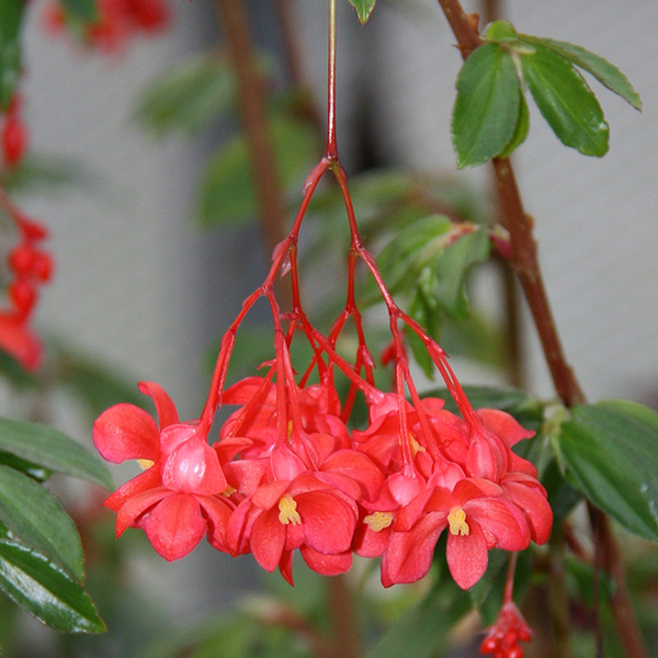 Begonia fuchsioides image