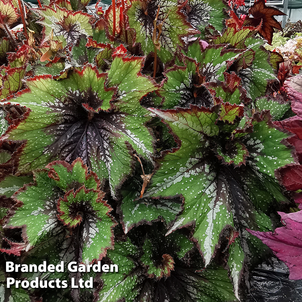 Begonia 'Green Gecko' image