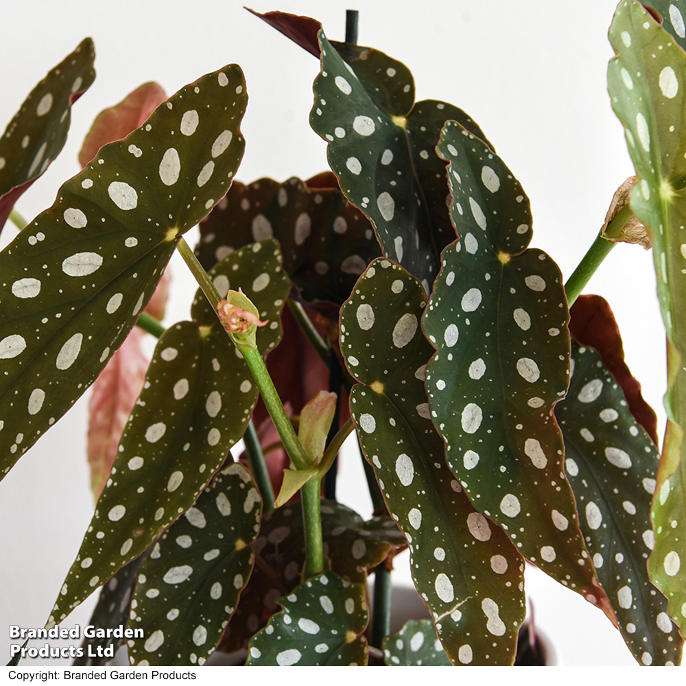 Begonia maculata image