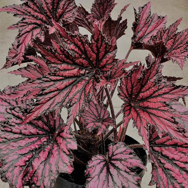 Begonia 'Merry Maker' image