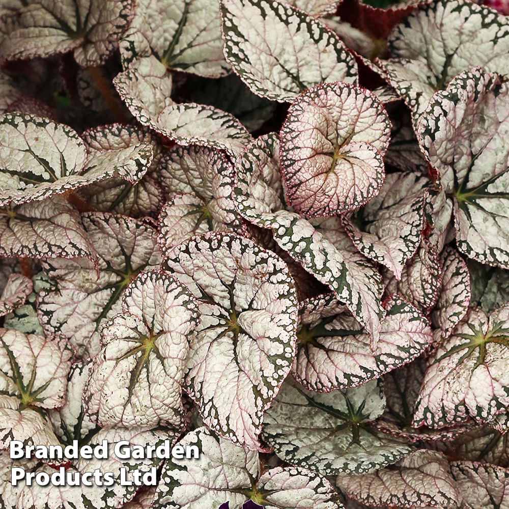 Begonia 'Silver Lace' image