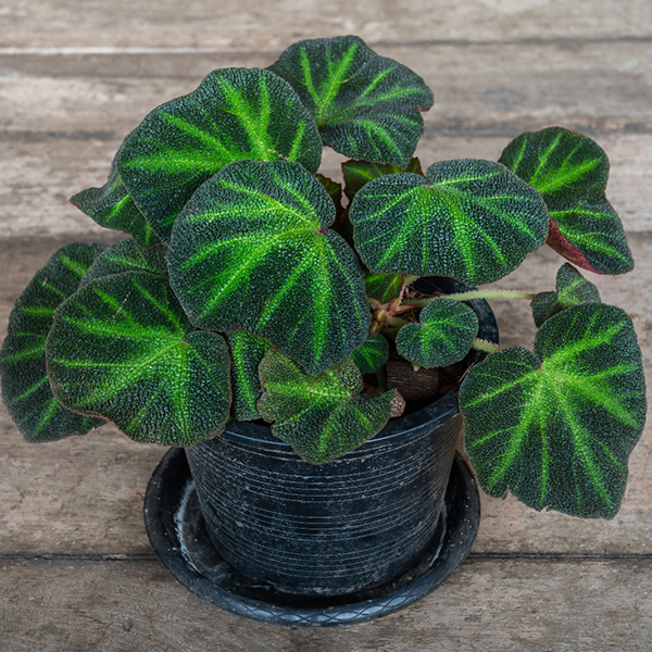 Begonia 'Soli-Mutata' image