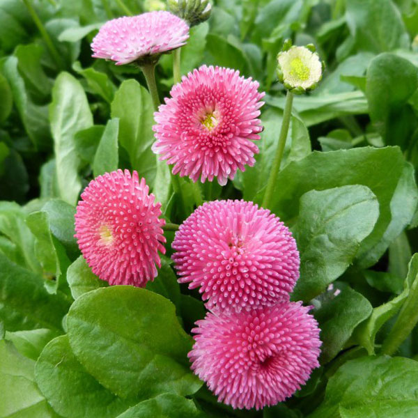 Bellis perennis 'Rose' image