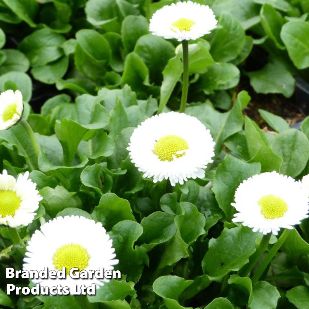 Bellis perennis 'White' image