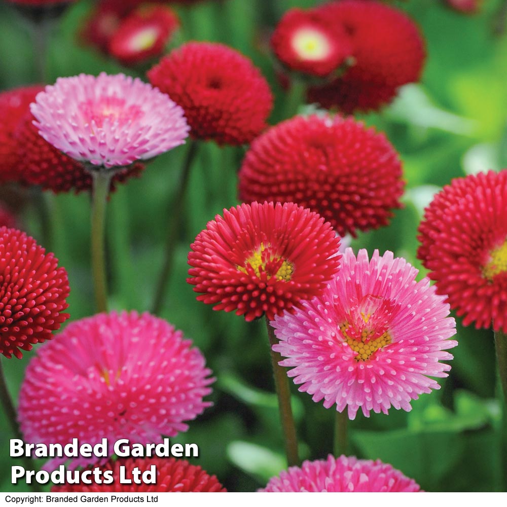 Bellis perennis 'Pomponette' Bicolour image