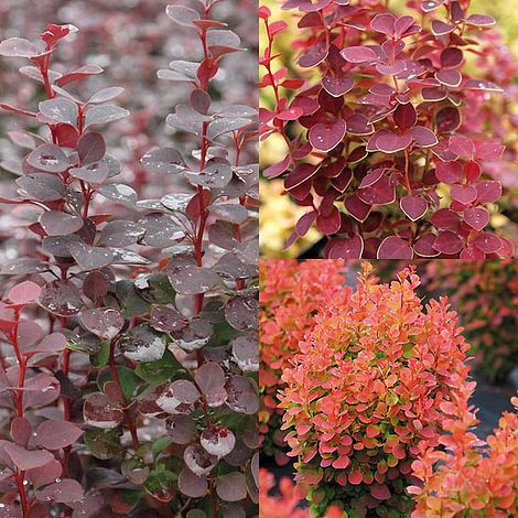 Berberis Trio image