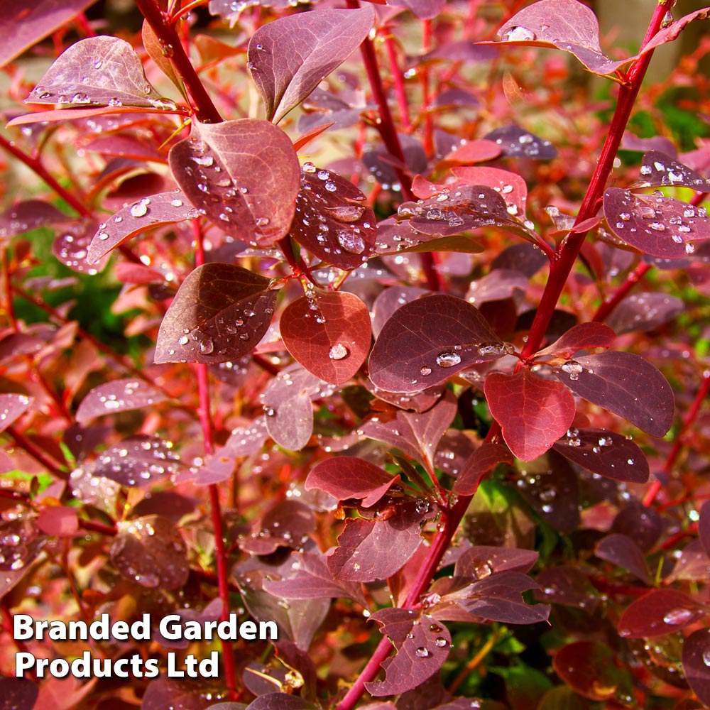 Berberis x ottawensis f. purpurea 'Superba' image