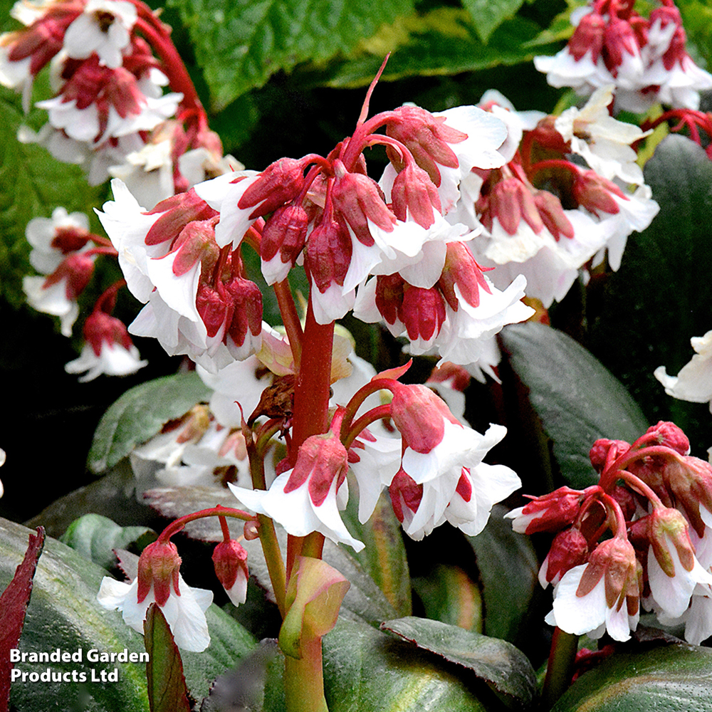 Bergenia 'Fire & Ice' image