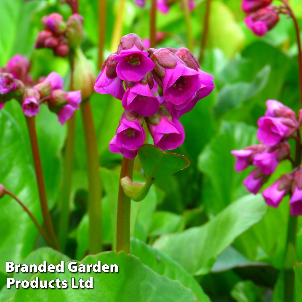 Bergenia Cordifolia Winterglut image