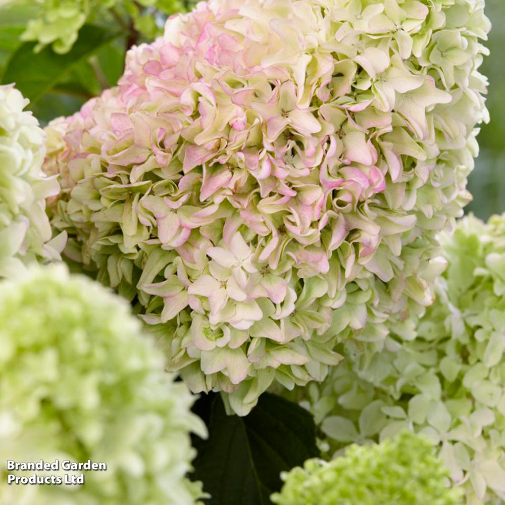 Hydrangea 'Little Fresco' image