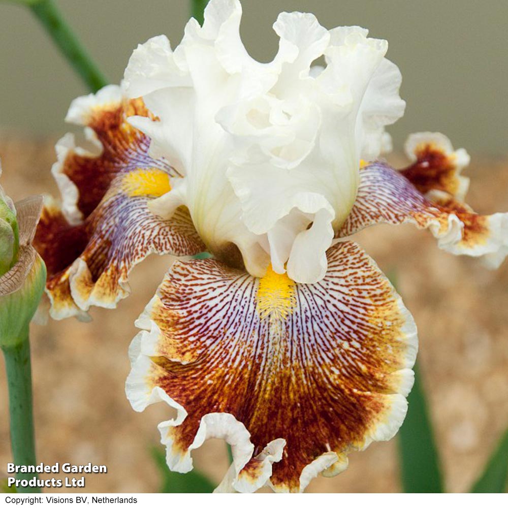 Iris 'Wonders Never Cease' image