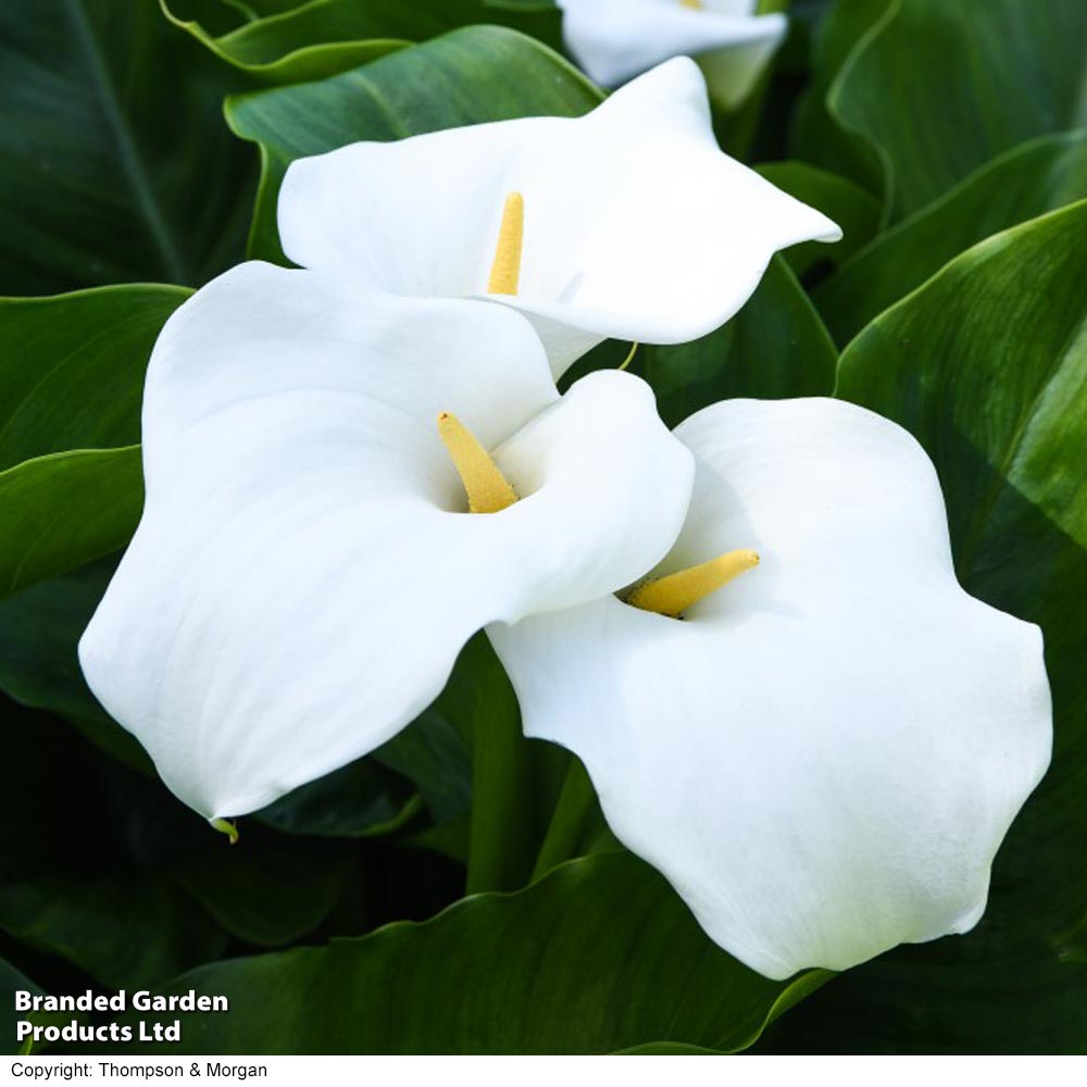 Zantedeschia aethiopica (Marginal Plant) image