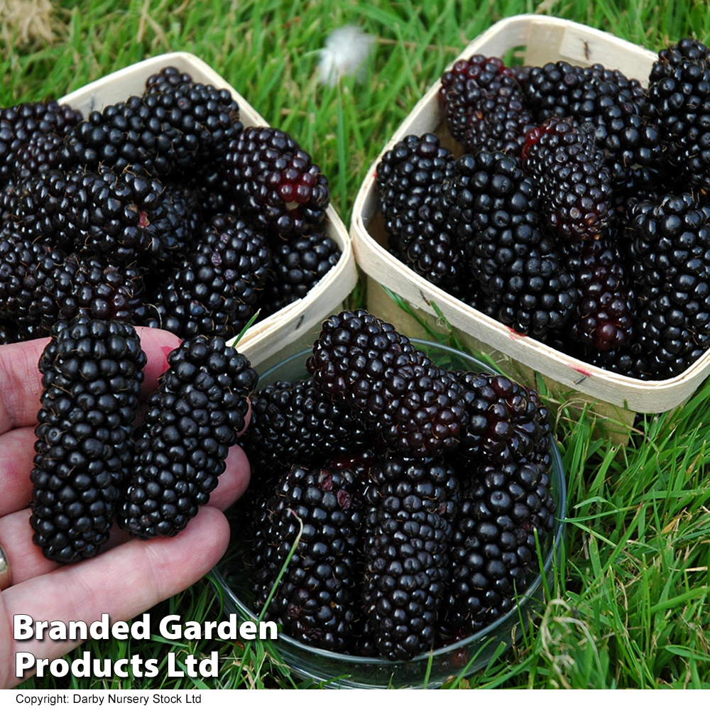 Blackberry 'Black Butte' image