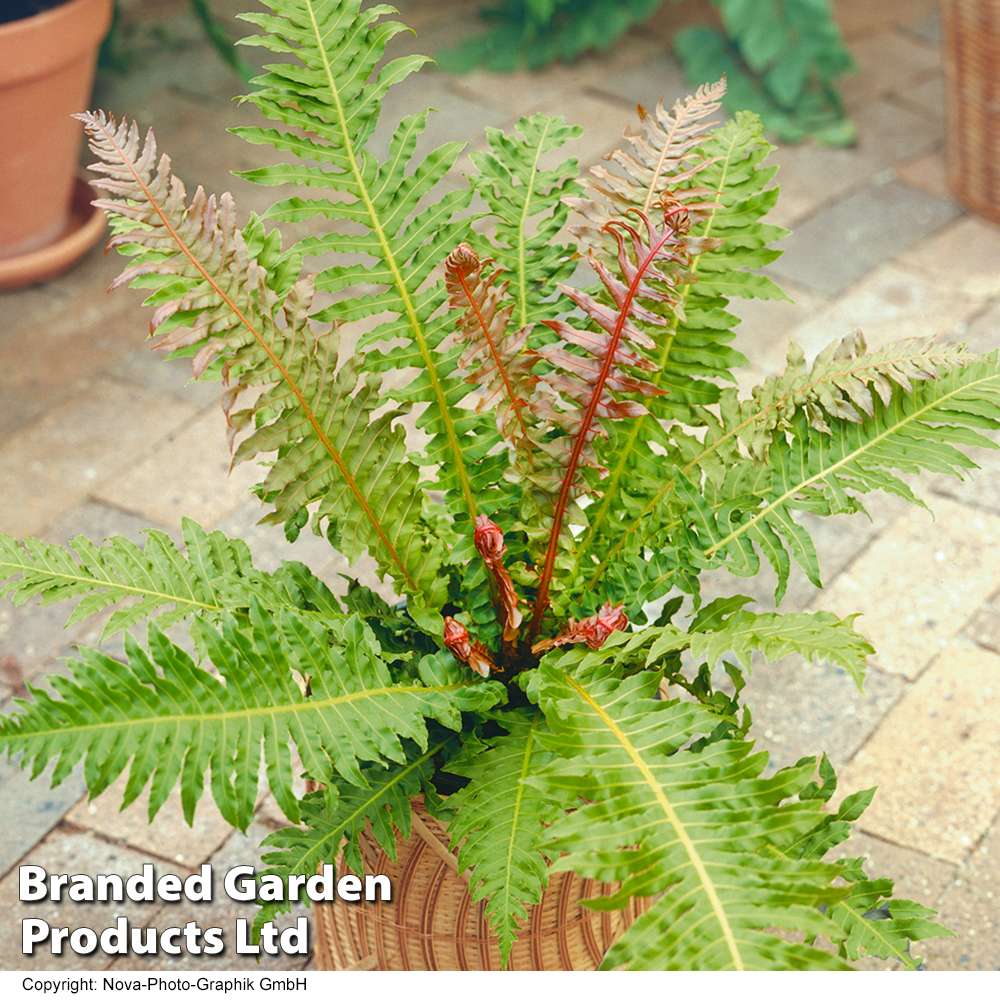 Blechnum brasiliense 'Volcano' image