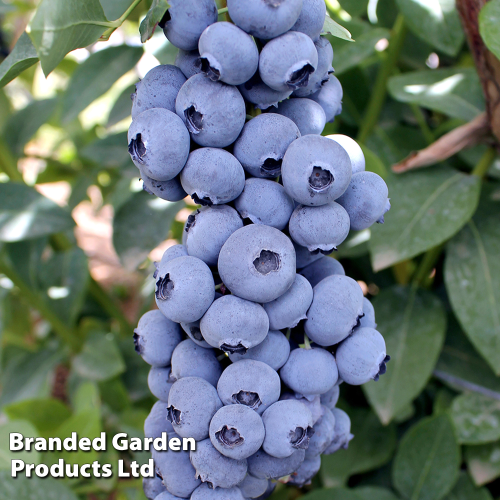 Blueberry 'Titanium' image