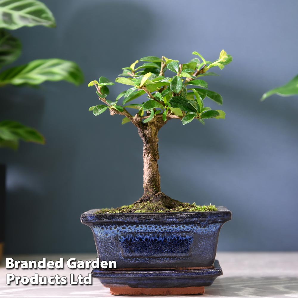 Bonsai Carmona microphylla | Dobies