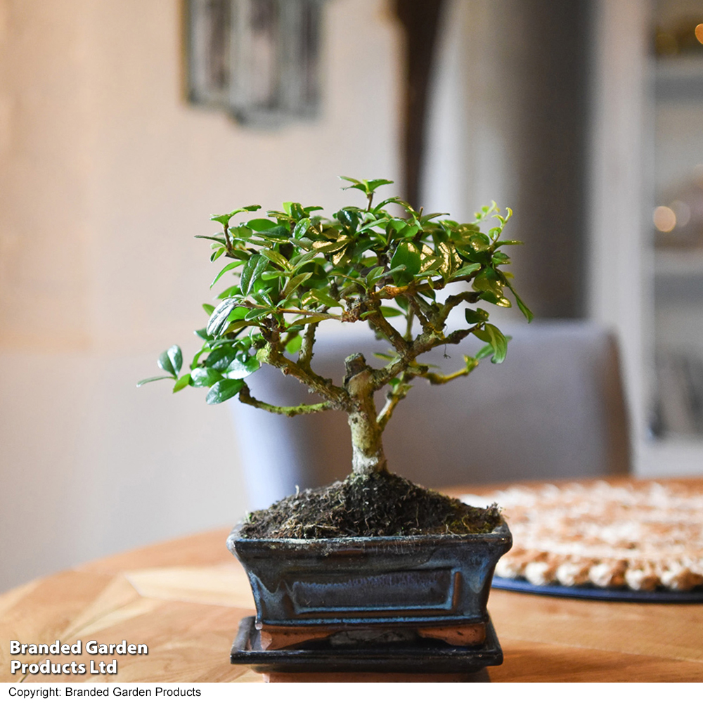 Bonsai Carmona microphylla | Dobies