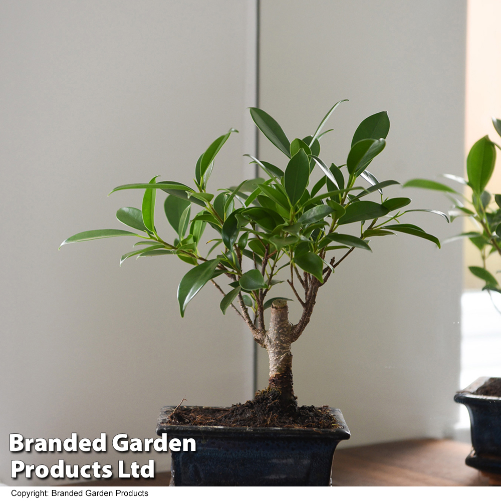 Reviews for Brussel's Bonsai Golden Gate Ficus Bonsai Tree in