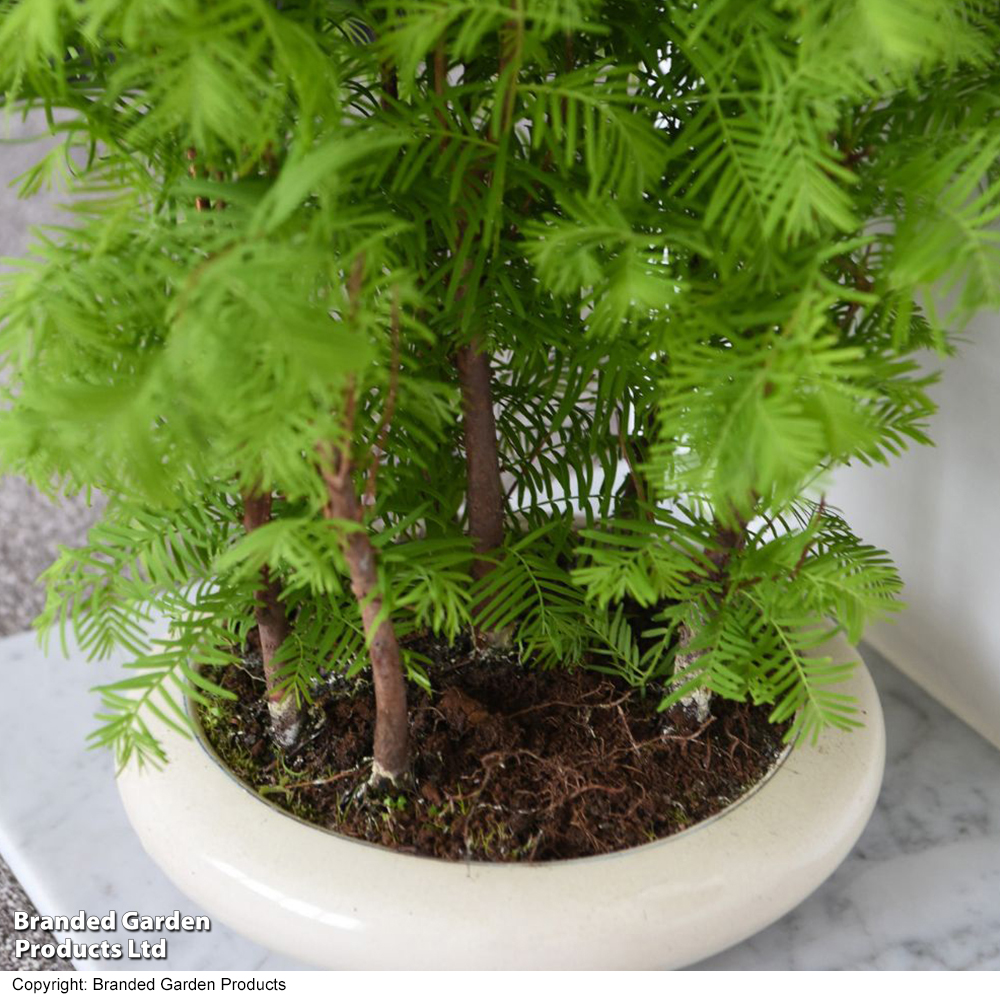 Bonsai Metasequoia Forest Mix - Gift image