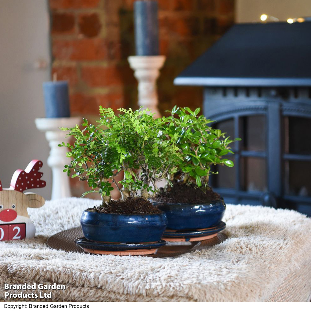 Bonsai Miniature Forest Mix - Gift image