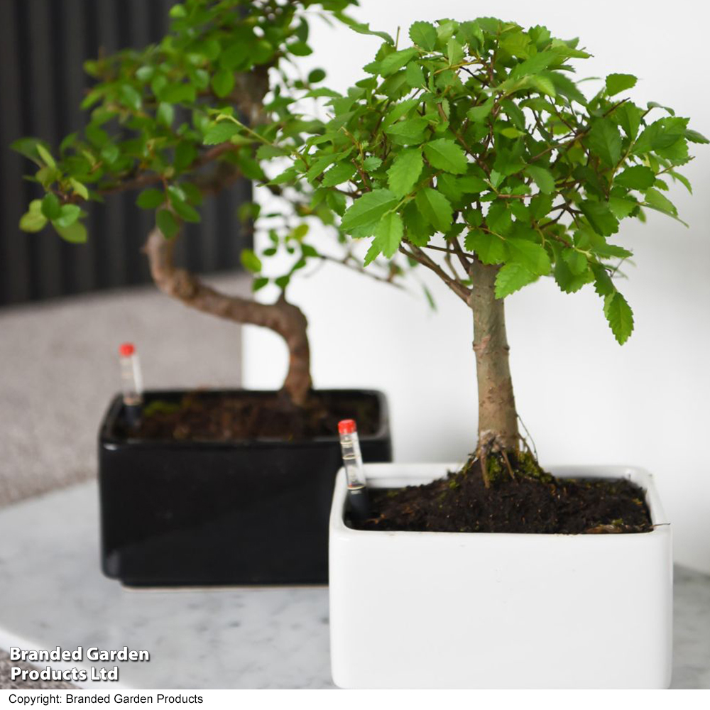 Bonsai Mix - Gift image