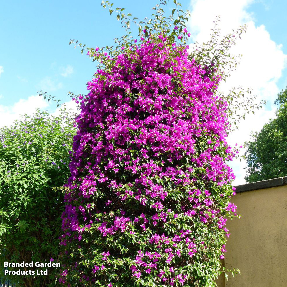 Bougainvillea 'Alexandra' image