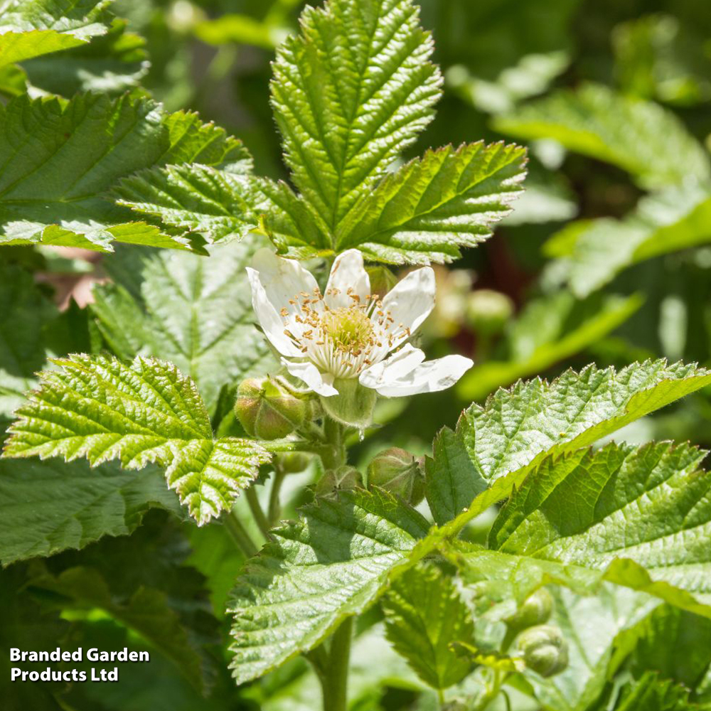 Boysenberry image