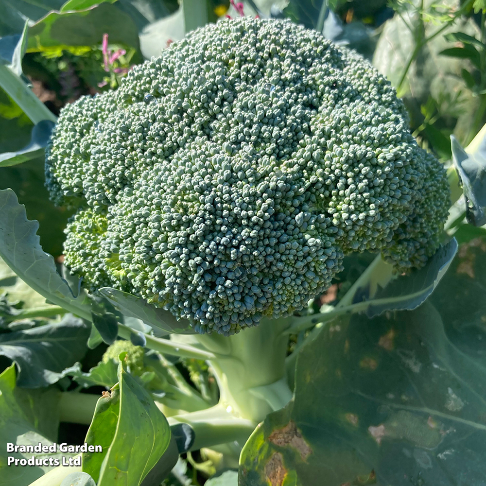 Broccoli 'Beneforte' image