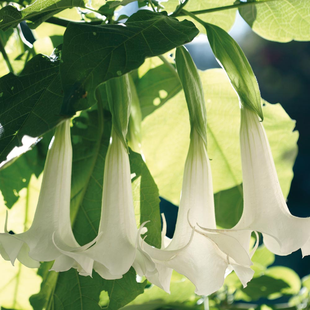 Brugmansia 'Single White' image