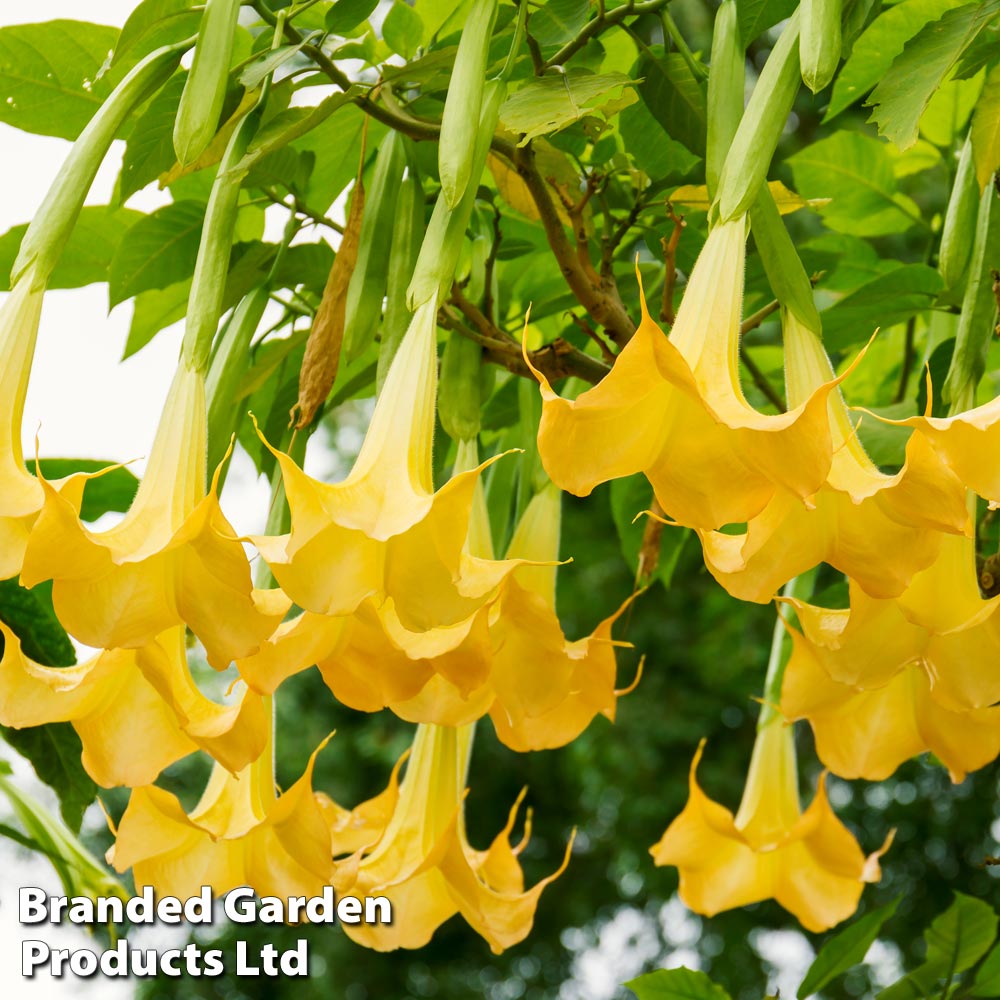 Brugmansia 'Single Yellow' image