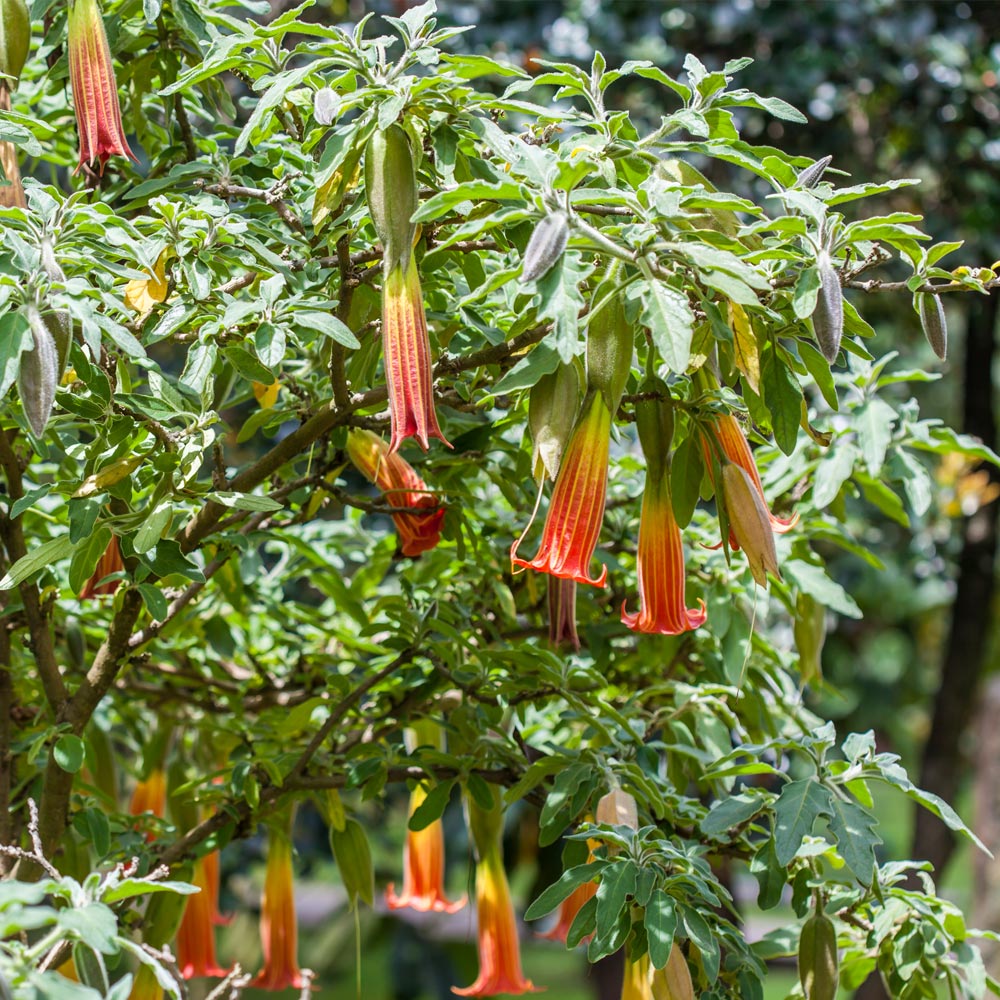 Brugmansia 'Single Red/Orange' image