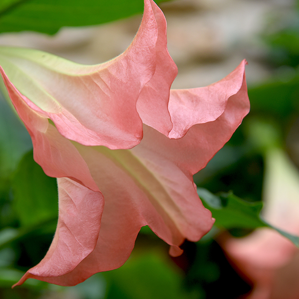 Brugmansia 'Single Pink' image