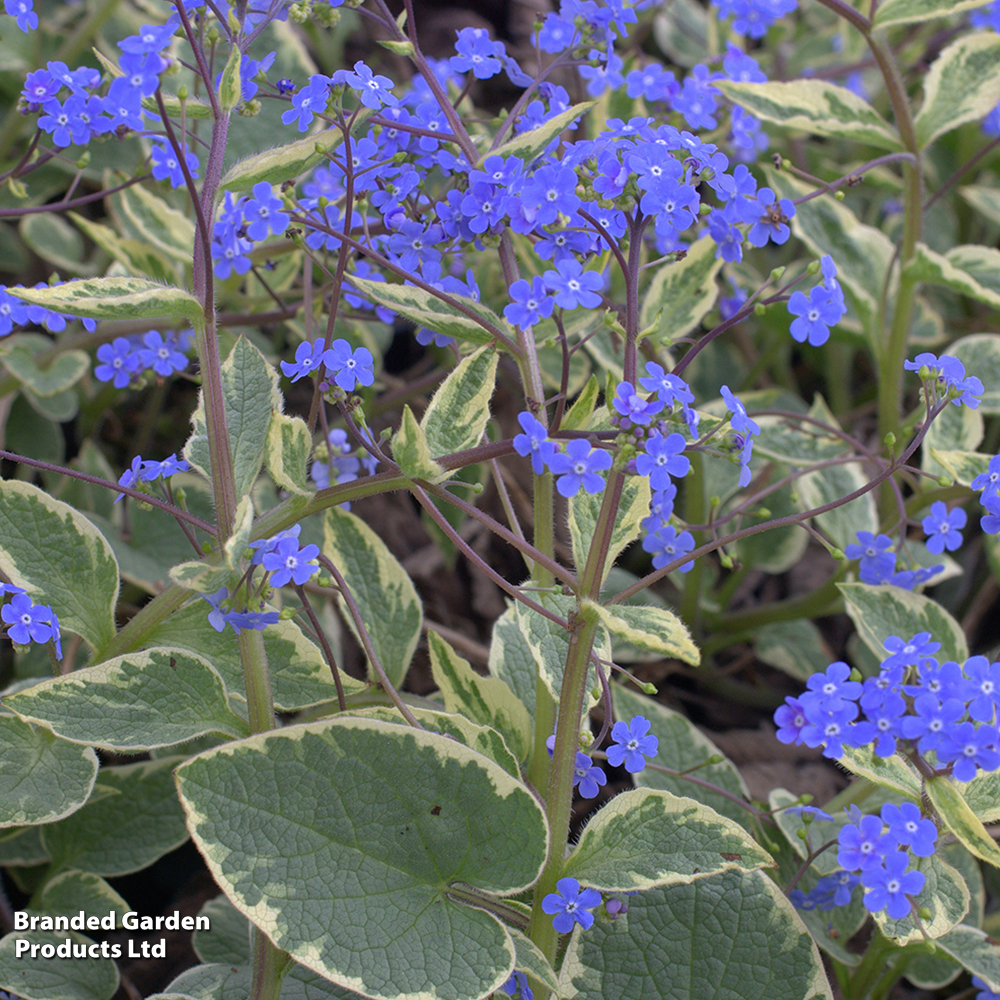 Brunnera macrophylla 'Hadspen Cream' image